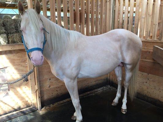 Mr. Deeds - our Cremello Stallion