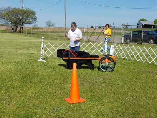 Melanie Carting with her Newfoundland.