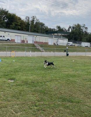 Wrangler doing the lure coursing.