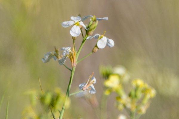 Lovely wildflowers at the Ojai Meadows Preserve.