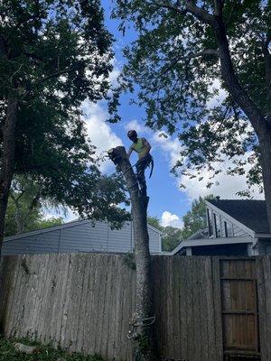 Blaocking down a trunk