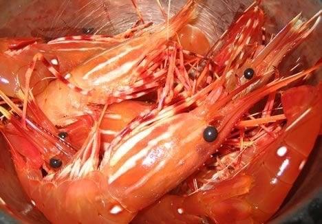 Live Coral Shrimp imported directly from Seattle, retail at wholesale price.