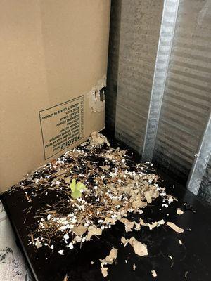 Rats made a nest inside my box