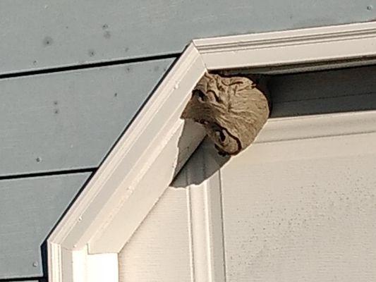 A huge paper wasp nest!!!!