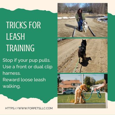 Leash Training Dogs