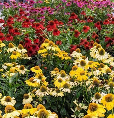 Echinacea-Cone Flower