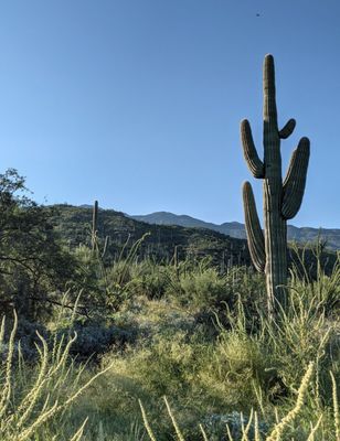 Douglas Springs Trailhead - Saguaro National Park