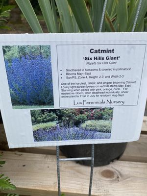 Catmint