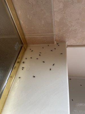 Carpenter ant infestation first time showered