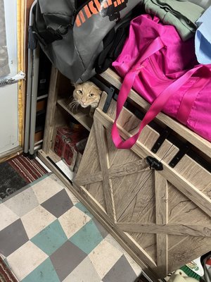 NOT adopted at Southern Arizona Cat Rescue because THEY WOULD NOT ALLOW ME TO ADOPT FROM THEM.  Nuttall climbing into a cubby while camping.