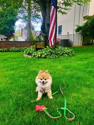 Haircut by Danielle at Four Paws  Khloe the Pom