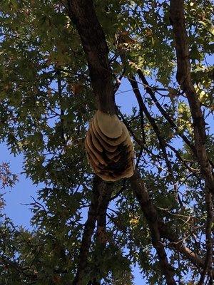 Large bee hive