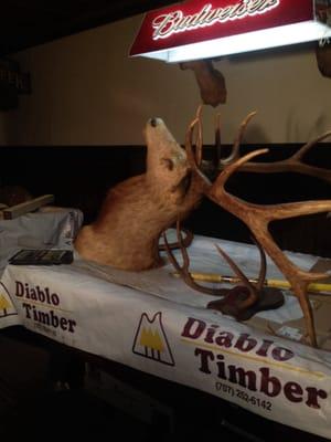 Buck Head resting on pool table while they painted the walls