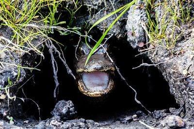 Work through your anger...Don't be an angry gator!