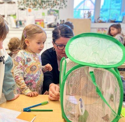 Class group study about the lifecycle of a butterfly