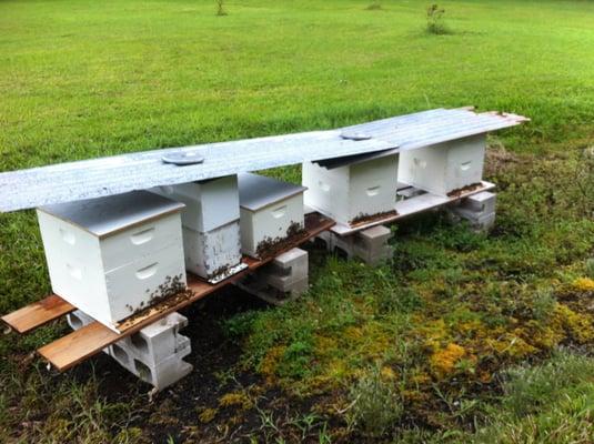 Bee Hives, where we get our Honey.