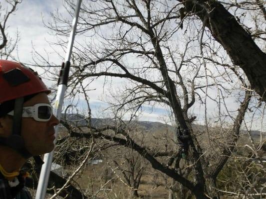 Brett and crew Trimming trees