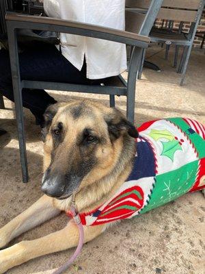 Tex in his Christmas Sweater