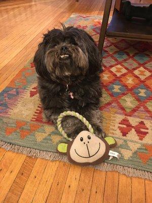 Clover and her Monkey purse.  She loves Cascade Pet Hospital!