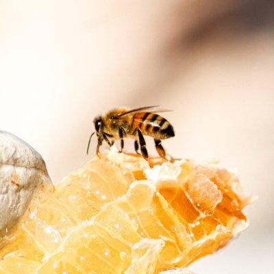 Honeybee on honeycomb