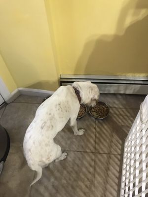 Snowy having his Dinner!