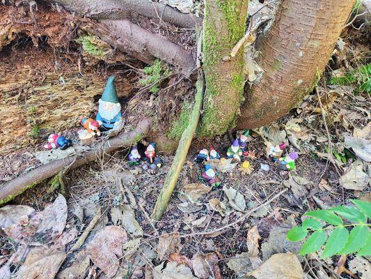 Gnome trail between Huckleberry and Bear's Den