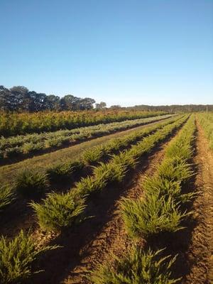 Locally raised plants - grown here on Long Island.