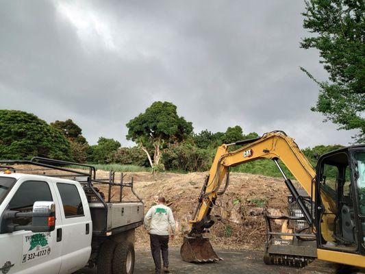 Tropical Tree Care