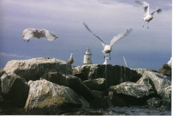 The seagulls didn't like me. Photo by Anna K