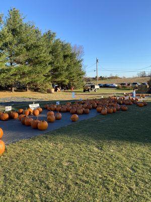 pumpkin picking area