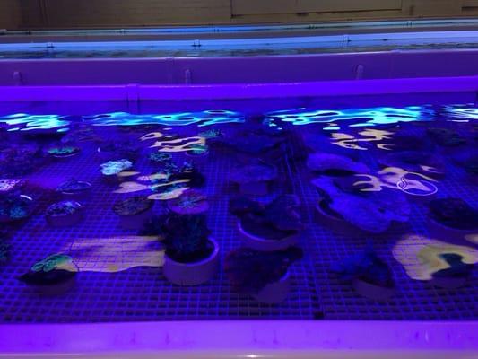 Pacific Aqua Farms