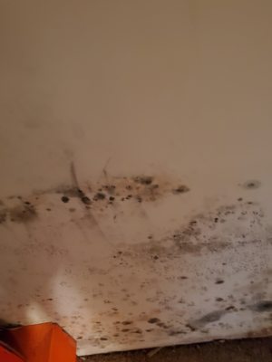 Mold from apartment flood