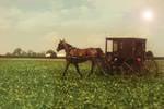 Amish Buggy