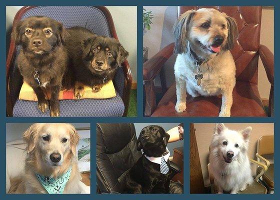 Some of our four-legged pals from the office