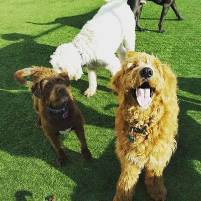 My Goldendoodle, Emmett at Happy Camper Pet Lodge