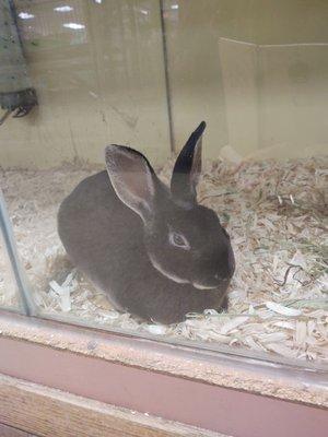 So happy with our mini rex bunny! Super friendly, plush fur, healthy and clearly handled well.