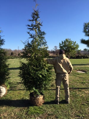 Our biggest arborvitae