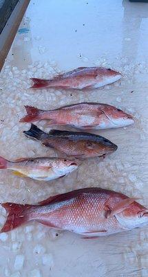 3 red snapper, 1 black snapper, and 1 lane snapper.