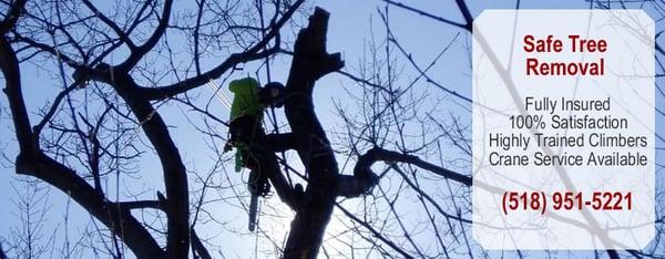 Tree Removal Albany NY