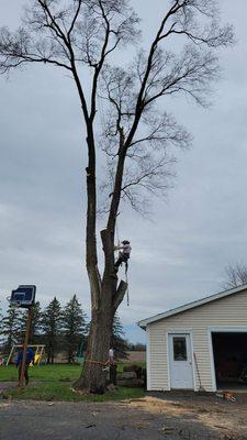 Zerla's Tree Services