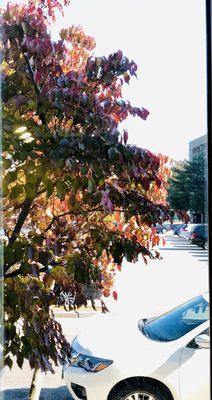 The view just got better with the leaves  changing color on the tree  outside of your physical therapy window!