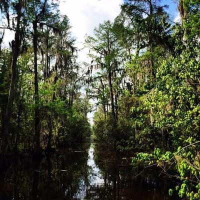 Beautiful swamp! So impressive!