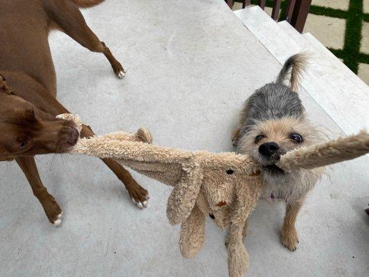 Friendly tug of war