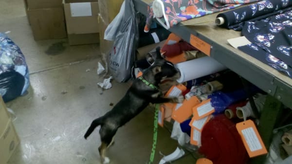 our bed bug detection dog at work in a factory.