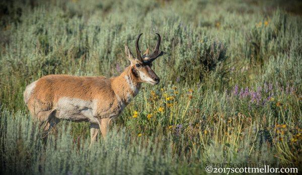 A Buck Pronghorn in the sagebrush and wildflowers of Grand Teton National Park.