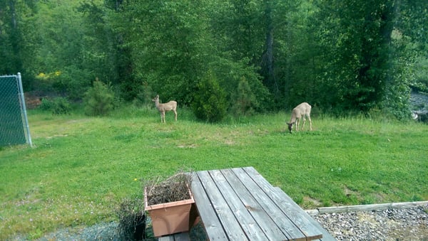 The creek is to the right...this is out my back window!