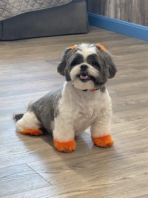 La princesa tiene el full grooming y además le pintamos sus pláticas para las fiestas de Halloween.