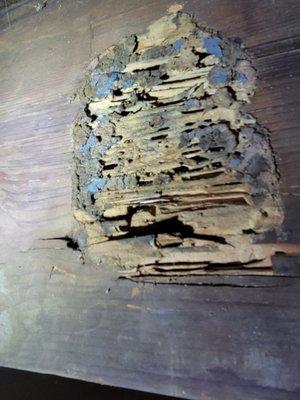 Termite Damage to Floor Joist