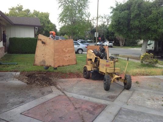 Setting up to grind stump