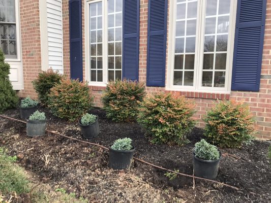 Gulfstream Nandina and Blue Star Juniper.  One of our designers in action!